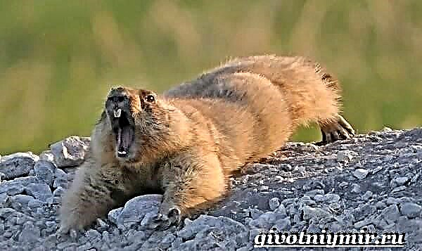 Animal marmota. Estilo de vida e hábitat da marmota