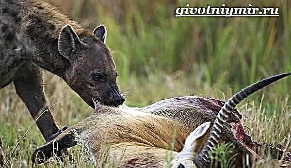 Hyena usa ka hayop. Hyena lifestyle ug puy-anan