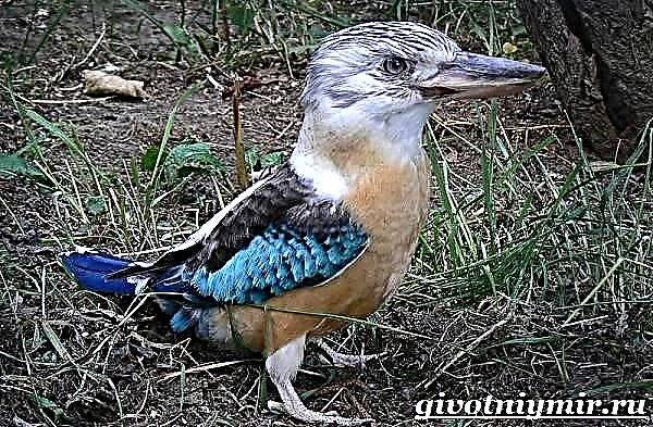 Kookaburra ptica. Cookaburra način života i stanište