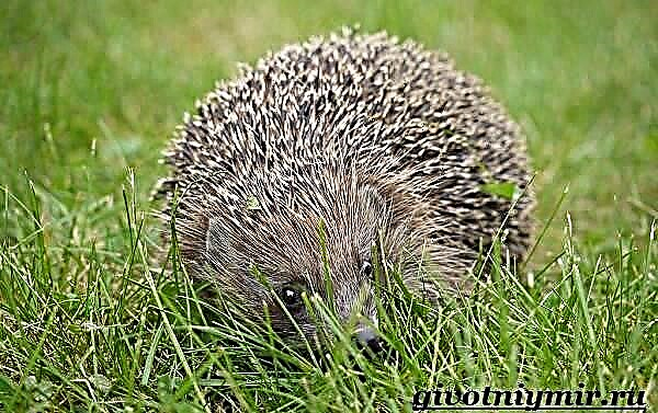 Ang hedgehog ay isang hayop. Hedgehog lifestyle at tirahan