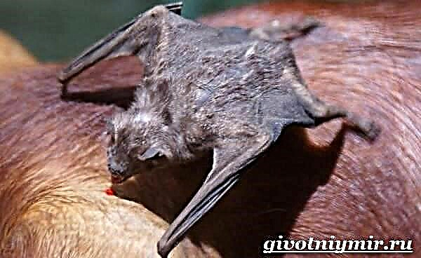 O morcego é un animal. Estilo de vida e hábitat dos morcegos