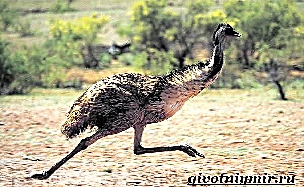 Ostrich Emu. Emu gaya urip lan habitat