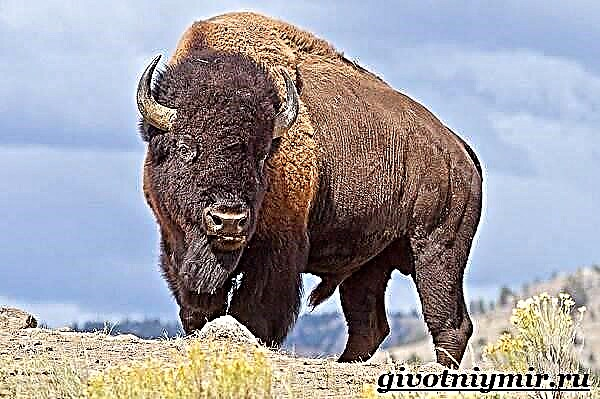 Bisontes excellentique est animalis. Habitat bisontes excellentique et lifestyle