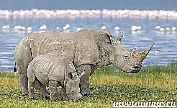 Ang Rhino usa ka hayop. Rhino lifestyle ug puy-anan