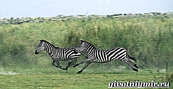 Zebra heywanek e. Jiyan û jîngeha zebeşan