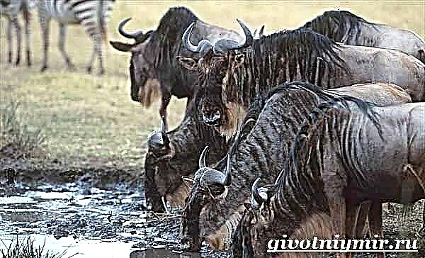 တော။ Wildebeest လူနေမှုပုံစံစတဲ့နှင့်နေရင်းဒေသများ