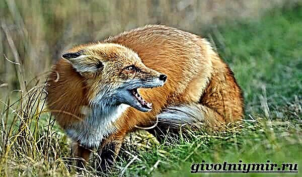 Jakkals is 'n dier. Fox lewenstyl en habitat