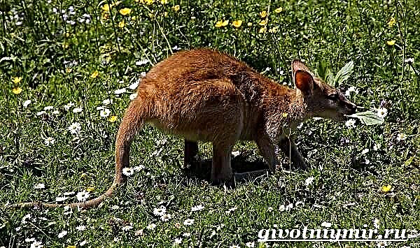 Kangaroo ni mnyama. Maisha ya Kangaroo na makazi