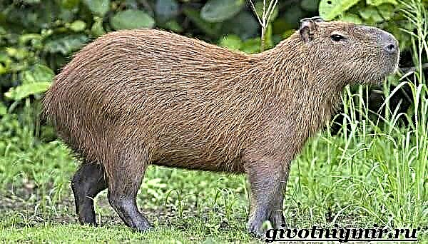 Capybara është një kafshë. Stili i jetesës dhe habitati i Capybara