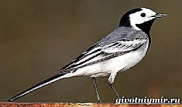 Zog wagtail. Stili i jetesës dhe habitati i Wagtail