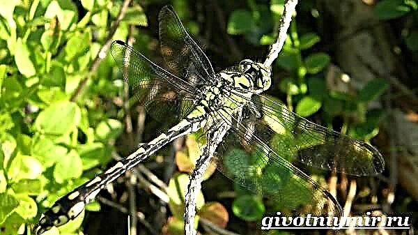 Dragonfly insekto. Dragonfly lifestyle ug puy-anan