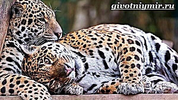 Ang leopardo usa ka hayop. Leopardo nga estilo sa kinabuhi ug puy-anan