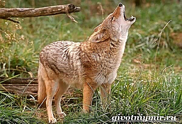 Kojot je životinja. Način života i stanište kojota