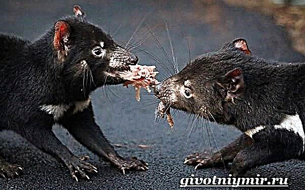 Tasmanian နတ်ဆိုးတိရိစ္ဆာန်။ Tasmanian နတ်ဆိုးလူနေမှုပုံစံနှင့်နေရင်းဒေသများ