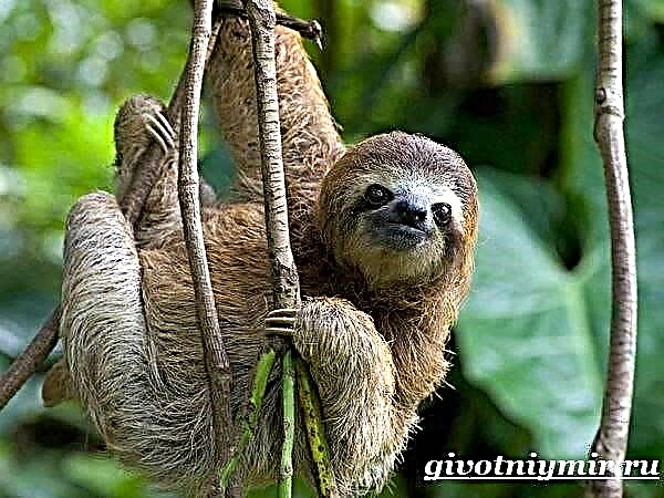 Ainmhí sloth. Stíl mhaireachtála agus gnáthóg sloth