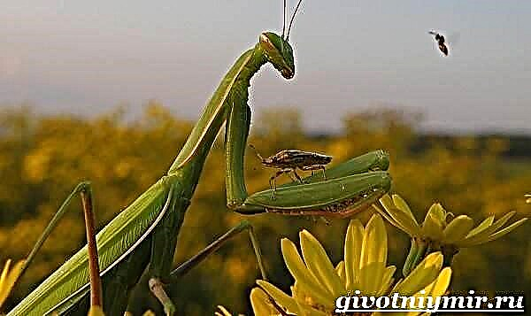 Quisel Insekt. Mantis Lifestyle a Liewensraum