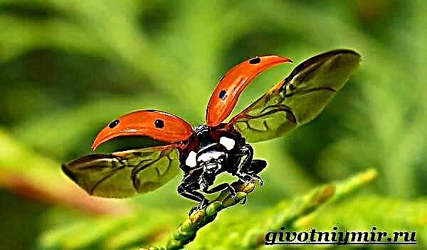 သီတဂူဆရာတော်။ Ladybug လူနေမှုပုံစံစတဲ့နှင့်နေရင်းဒေသများ