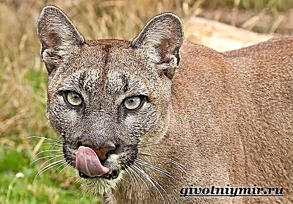 Cougar životinja. Cougar način života i stanište