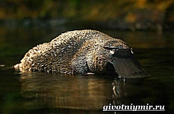 Ang platypus ay isang hayop. Platypus lifestyle at tirahan