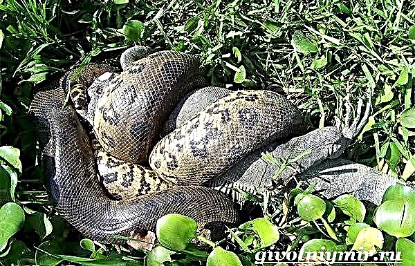 Anaconda Schlaang. Anaconda Lifestyle a Liewensraum