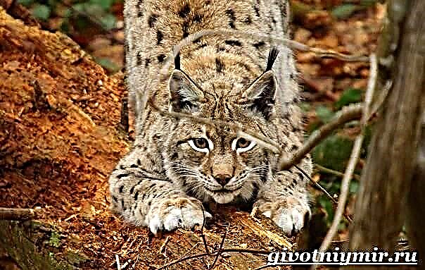 Lynx သည်တိရစ္ဆာန်ဖြစ်သည်။ Lynx လူနေမှုပုံစံစတဲ့နှင့်ကျက်စားရာနေရာ