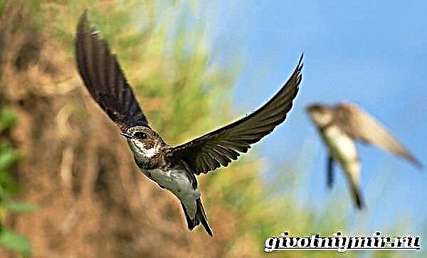Swallow bird. Карлыгачтын жашоо образын жана жашоо чөйрөсүн