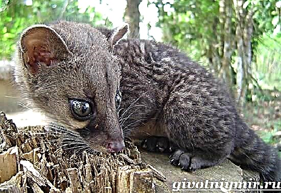 Цивет - жануар. Civet өмір салты және тіршілік ету ортасы