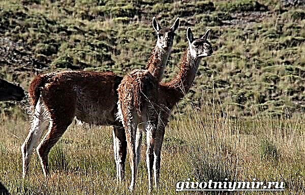 Guanaco animalis. Llama guanaco lifestyle et tabernacula