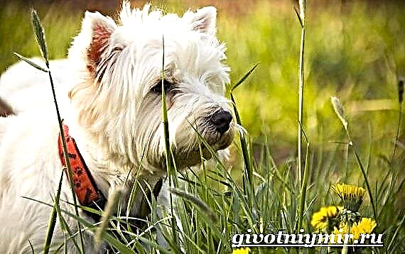 West Highland Terrier. Deskripsi lan perawatan West Highland Terrier