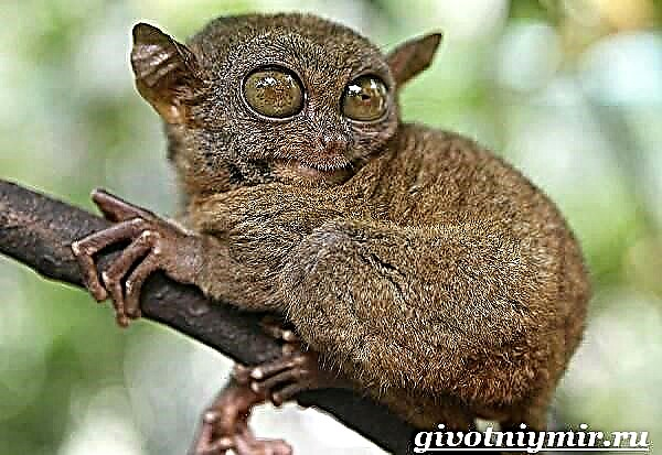تارسیر زیستگاه و سبک زندگی حیوان tarsier