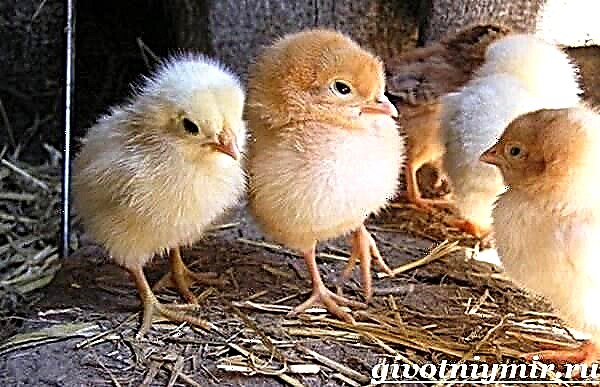 Pula vezësh. Stili i jetesës dhe tiparet e mbajtjes së pulave vënëse