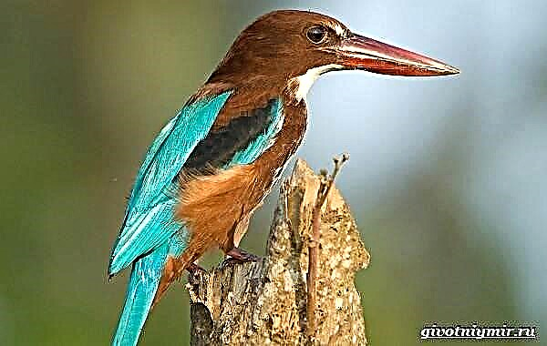 Kingfisher. Habita ak fòm nan zwazo a kingfisher