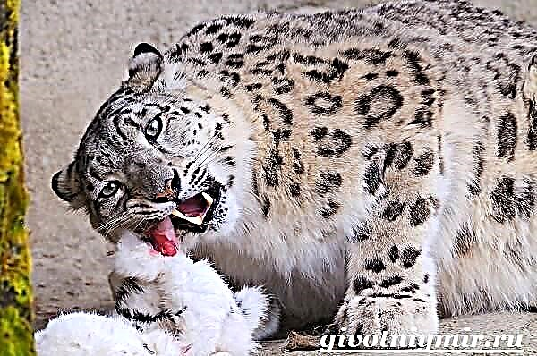 Snow Leopard. Puy-anan ug estilo sa kinabuhi sa leopardo sa niyebe
