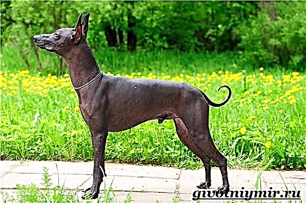 Xoloitzcuintle کتا. نسل کی خصوصیات زولوززکوئنٹل کیئر