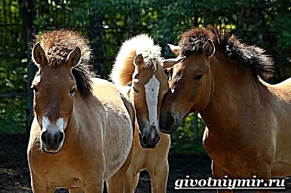 Kuda Przewalski. Habitat sareng gaya hirup kuda Przewalski