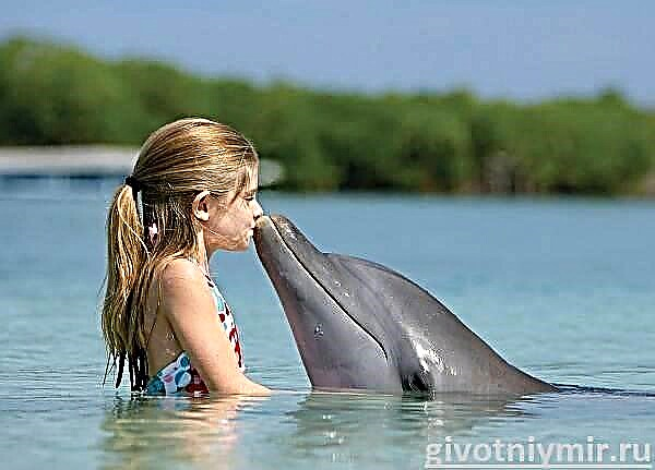 Delfin. Delfinlarning xususiyatlari va yashash joylari