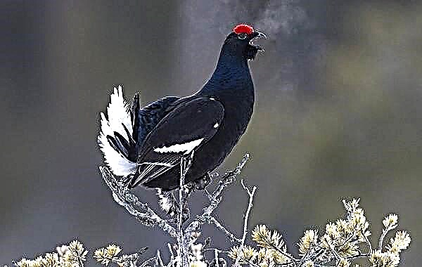 Zog i zi i terrenit. Karakteristikat dhe habitati i hirit të zi