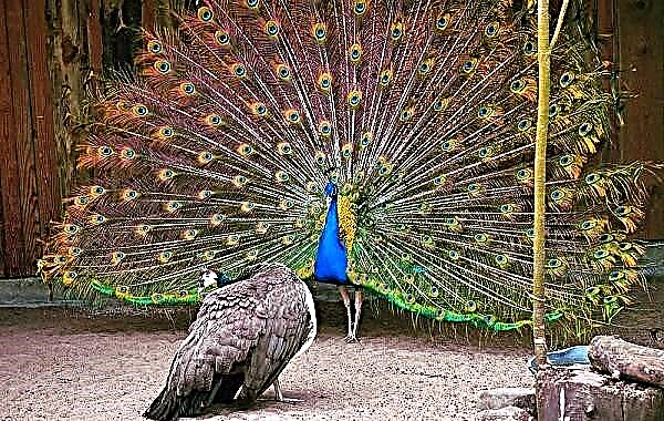 Ekwuru ụlọ. Nkọwa na atụmatụ nke peacock