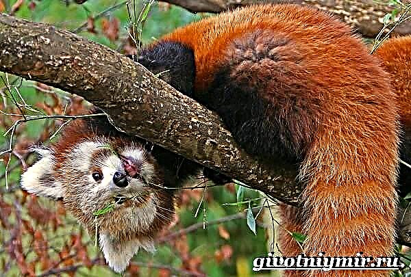 Panda e khubelu. Habitat le likarolo tsa panda e khubelu