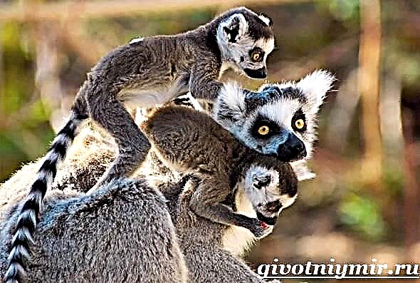 Lemur သည်တိရစ္ဆာန်ဖြစ်သည်။ တစ် ဦး lemur ၏အင်္ဂါရပ်များ။ Lemur နေရင်းဒေသ