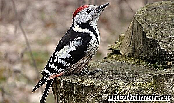 Woodpecker qushi. Woodpecker xususiyatlari va yashash joylari