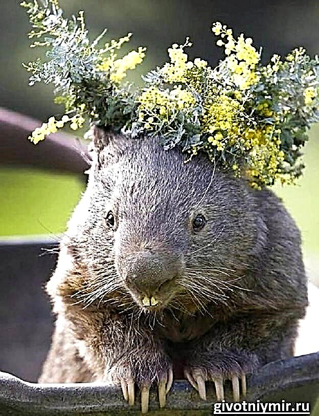 Wombat dier. Beskrywing van die wombat. Wombat lewe en habitat