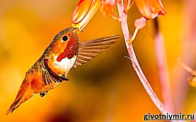 Kolibrievoël. Habitat en kenmerke van kolibries