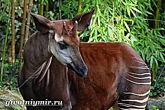 Okapi, quis est iste? Okapi animalis. Okapi photo