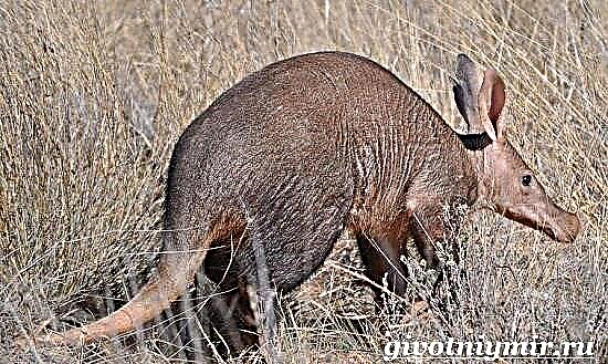 Aardvark est animalis. Habitat features de aardvark
