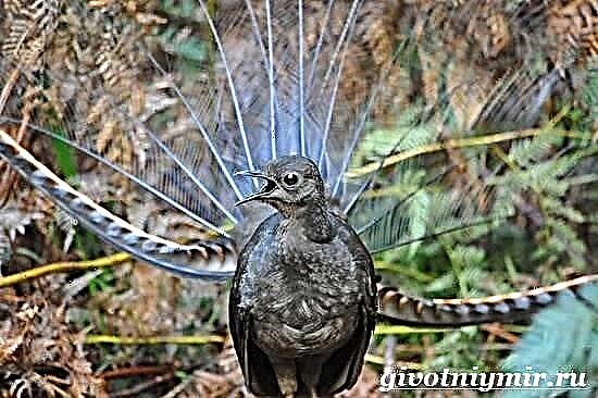 Tsuntsun Lyrebird Bayanin lyrebird. Yankin Lyrebird