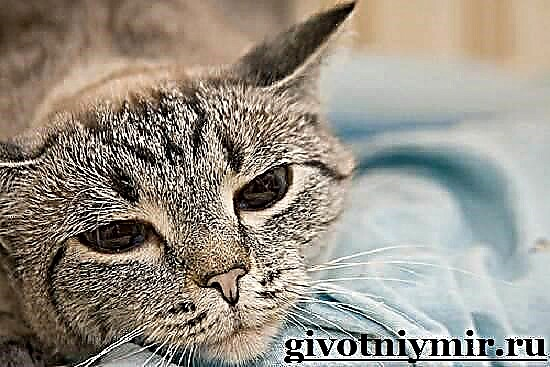 Que facer se un gato ten os ollos llorosos? Que facer se os ollos dun gato se molestan?