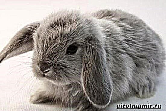 آرائشی خرگوش. گھر پر آرائشی خرگوش رکھنے کی خصوصیات