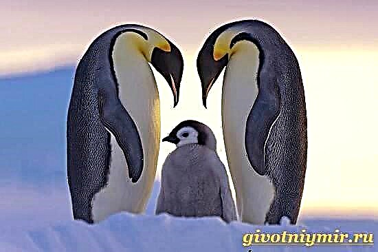 Emperor penguin. Emperor Penguin tirahan