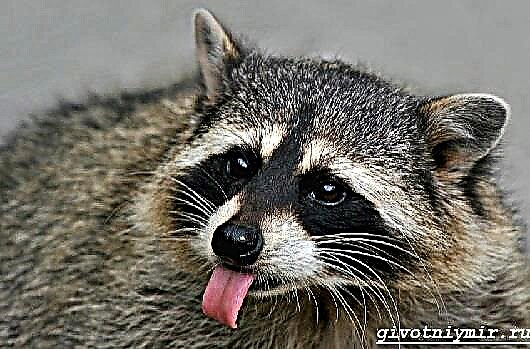 Raccoon ingon usa ka binuhi. Pag-atiman sa Raccoon